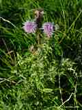 Cirsium arvense