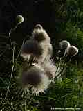 Cirsium arvense