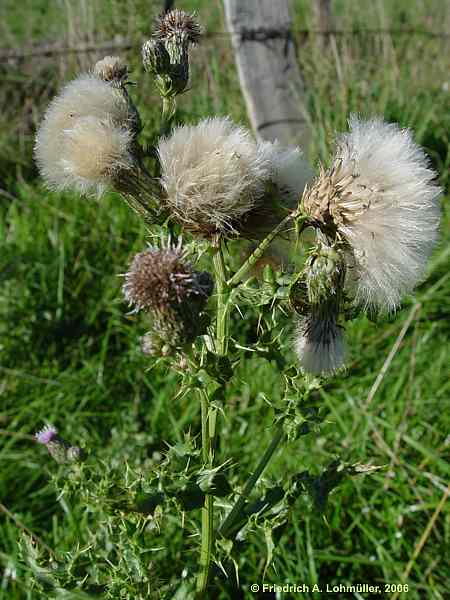 Cirsium arvense