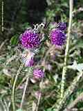 Cirsium crispus