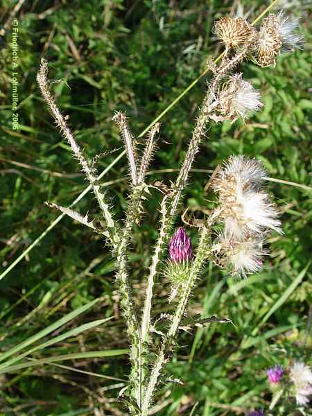 Cirsium arvense