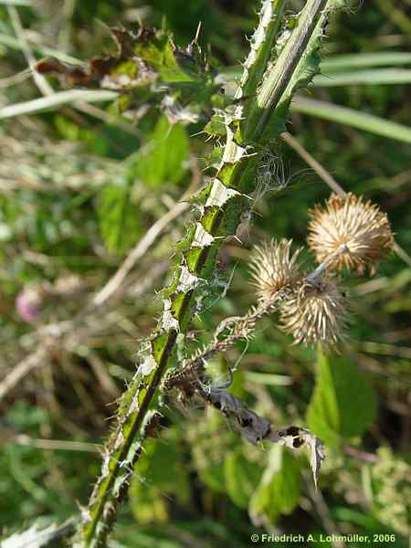 Cirsium arvense