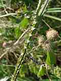 Cirsium crispus