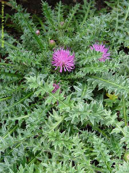 Cirsium eriophorum