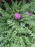 Cirsium eriophorum