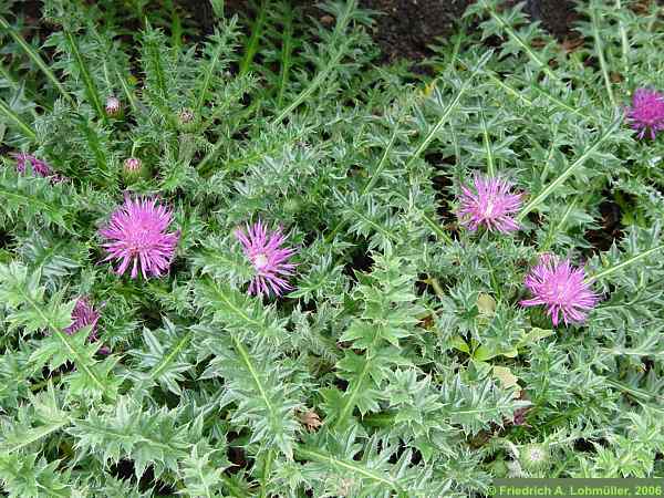 Cirsium eriophorum