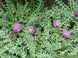 Cirsium eriophorum