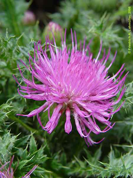 Cirsium eriophorum