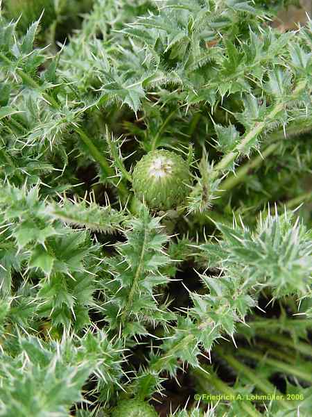 Cirsium eriophorum