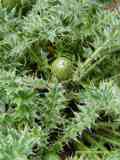 Cirsium eriophorum