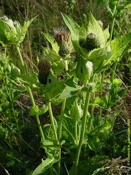 Cirsium oleraceum