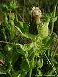 Cirsium oleraceum