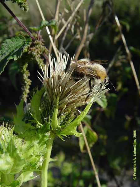 Cirsium oleraceum