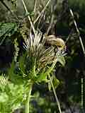 Cirsium oleraceum