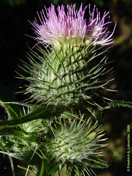 Cirsium vulgare