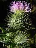 Cirsium vulgare