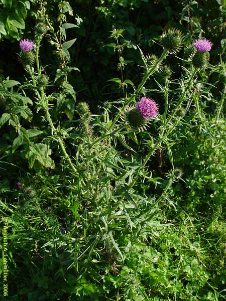 Cirsium vulgare