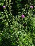 Cirsium vulgare