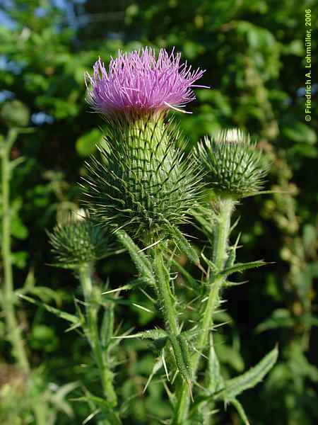 Cirsium vulgare