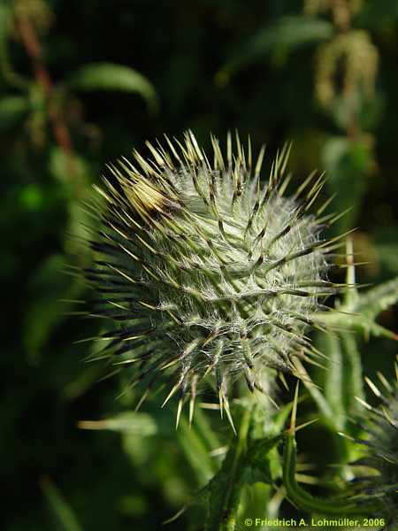 Cirsium vulgare