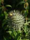 Cirsium vulgare