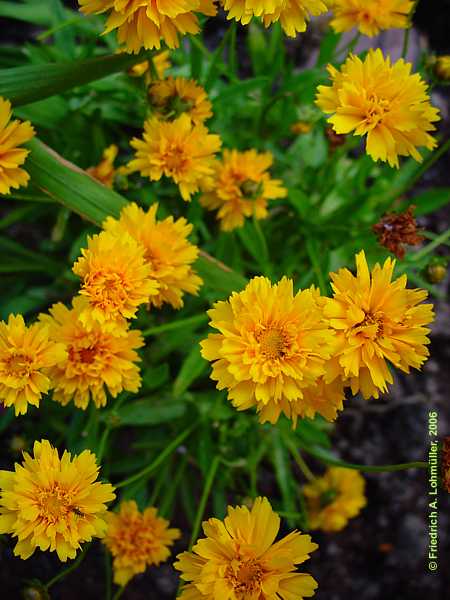 Coreopsis grandiflora