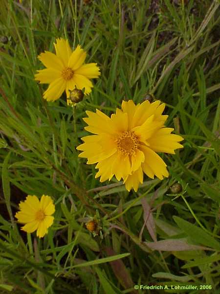 Coreopsis triperis