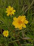 Coreopsis