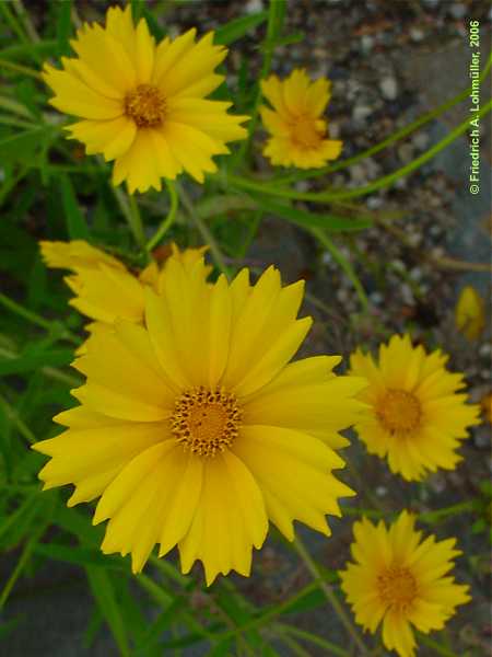 Coreopsis triperis