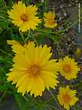 Coreopsis triperis