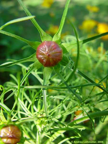 Cosmos bipinatus