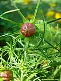 Cosmos bipinatus