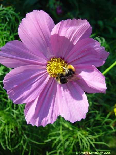 Cosmos bipinatus