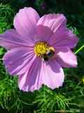 Cosmos bipinatus