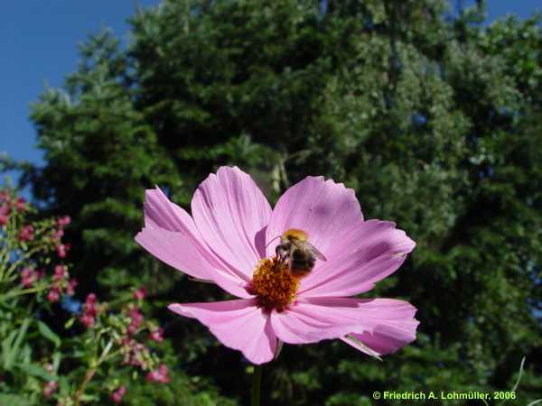 Cosmos bipinatus