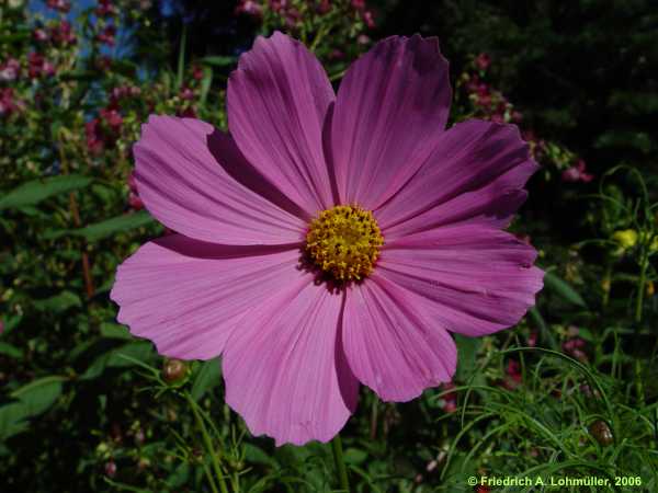 Cosmos bipinatus