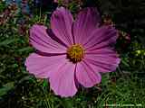 Cosmos bipinatus