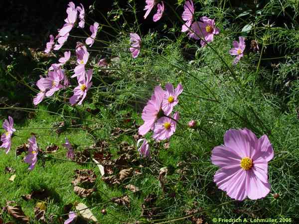 Cosmos bipinatus