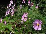 Cosmos bipinatus