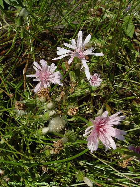 Crepis rubra