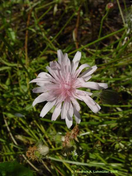 Crepis rubra