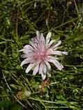 Crepis rubra