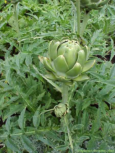 Cynara scolymus, artichoke, Artischocke