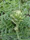 Cynara scolymus, artichoke, Artischocke