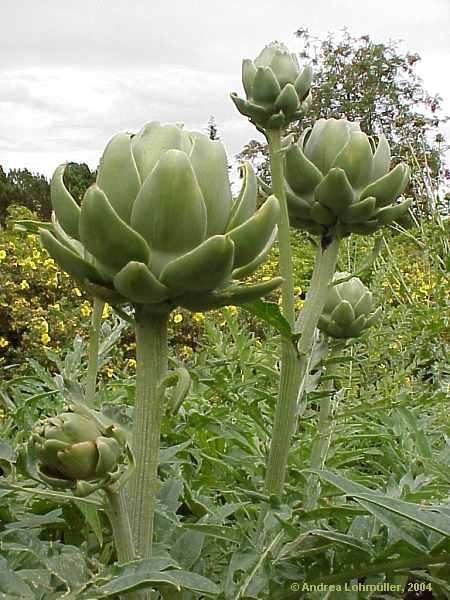 Cynara scolymus, artichoke, Artischocke