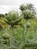 Cynara scolymus, artichoke, Artischocke