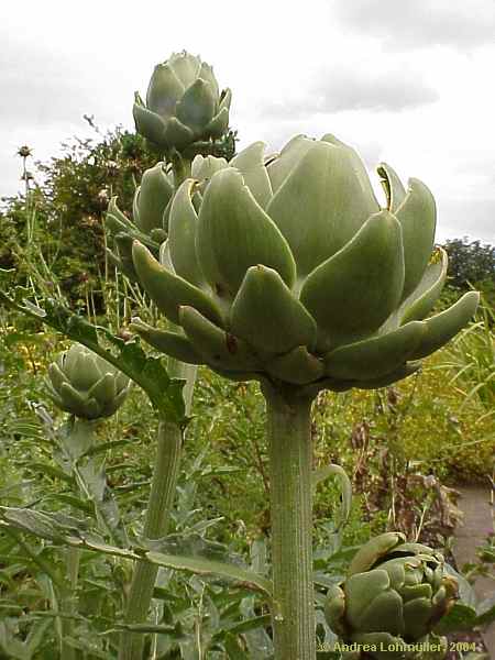 Cynara scolymus, artichoke, Artischocke