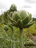 Cynara scolymus, artichoke, Artischocke