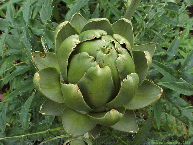 Cynara scolymus, artichoke, Artischocke