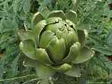 Cynara scolymus, artichoke, Artischocke